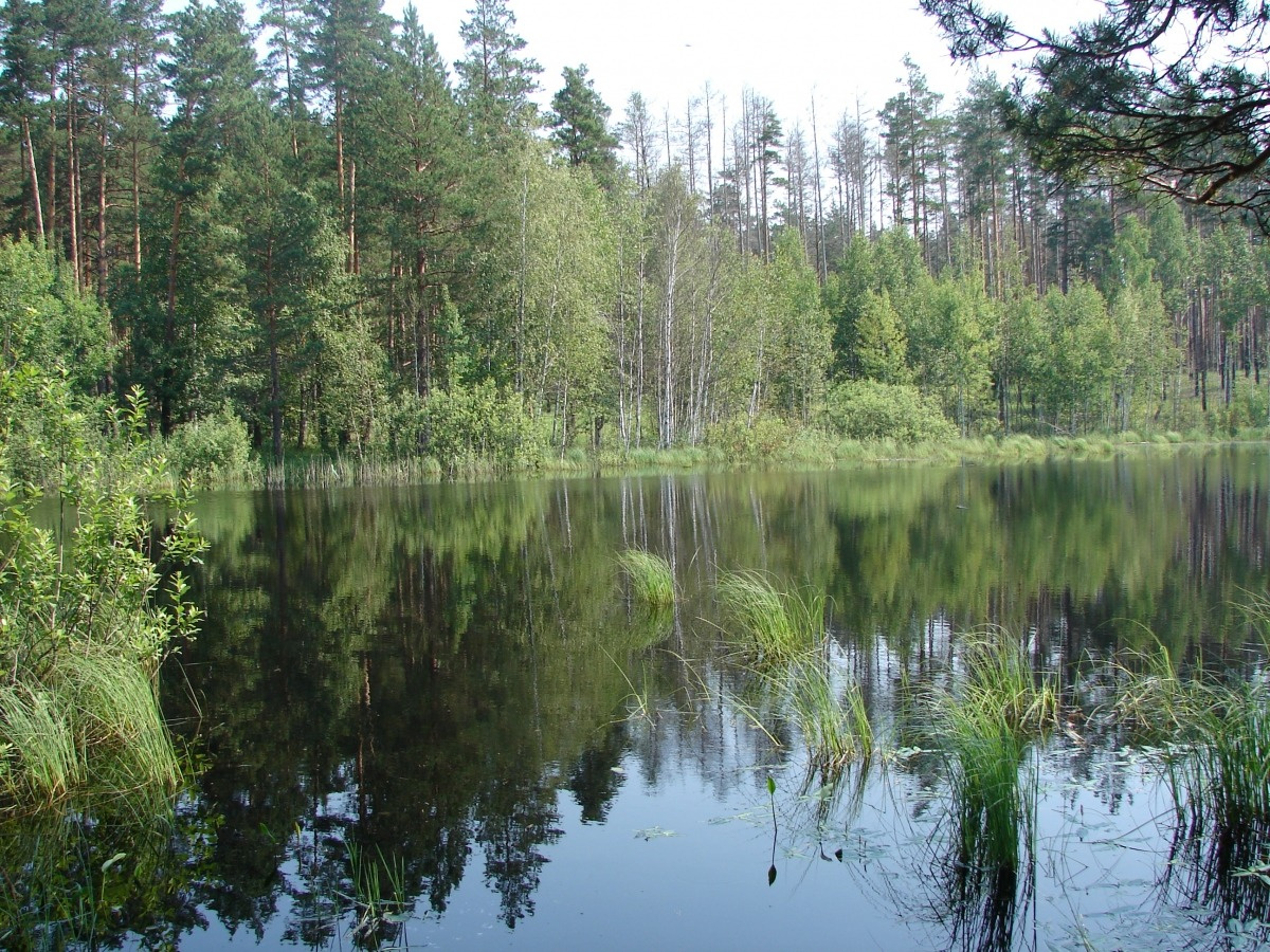 Воронежский государственный природный. Воронежский заповедник. Воронежский государственный природный биосферный. Воронежский государственный заповедник. Графский заповедник.