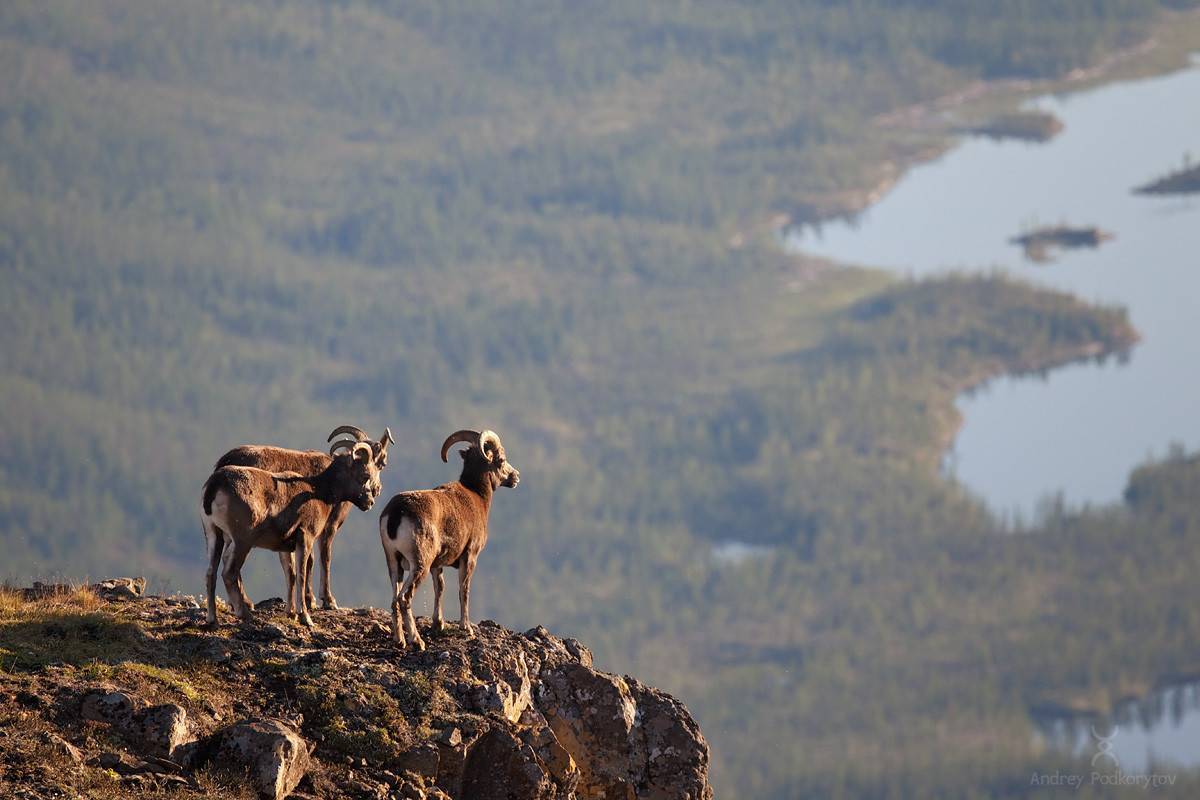 Путоранский заповедник