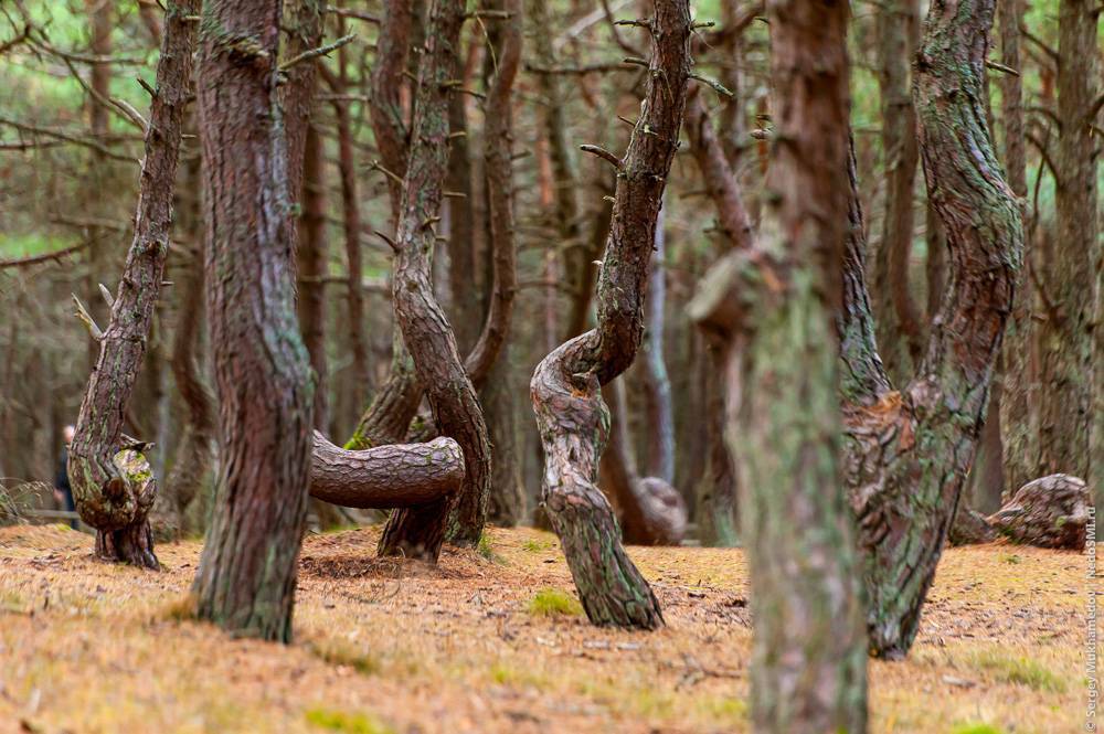 Танцующий лес