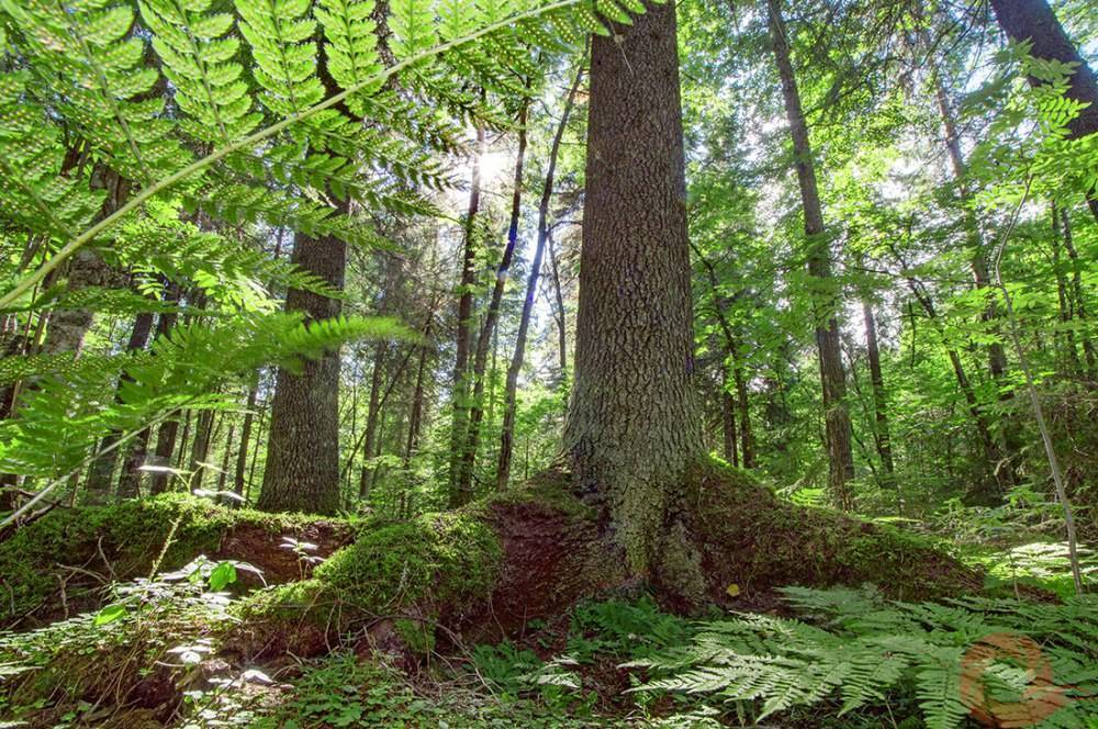 Заповедник «Кологривинский лес»