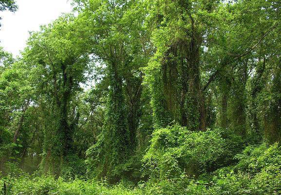 Самурский лес