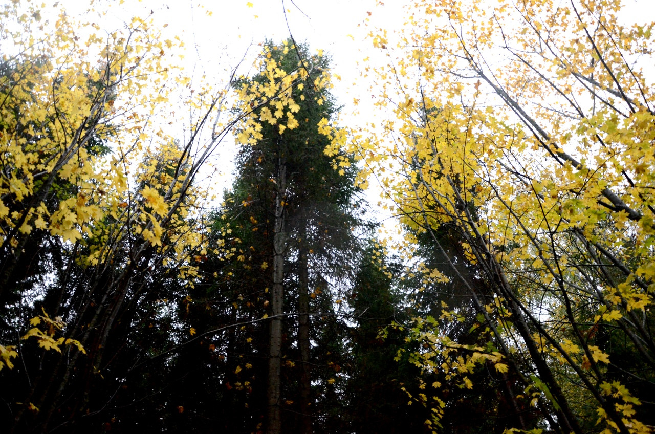 Дендропарк лесоводов Кировской области