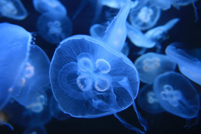 Водятся ли ядовитые медузы в Черном море?