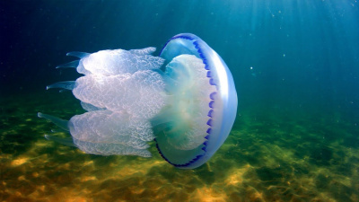 Водятся ли ядовитые медузы в Черном море?