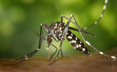 Как бороться с комарами на природе без помощи «химии»