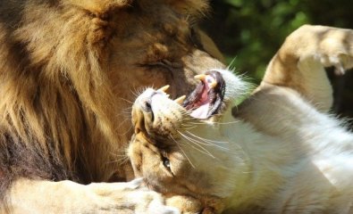 Когда откроется Тайган: новости и слухи из нашумевшего парка львов в Крыму