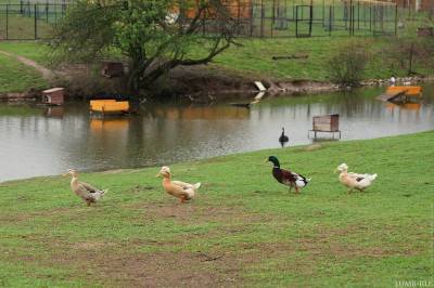 Парк птиц «Воробьи»