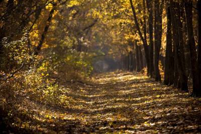 Александровский лес