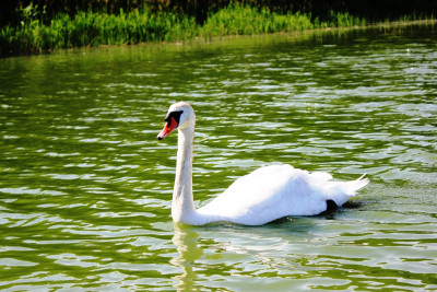 Озеро Лебедь