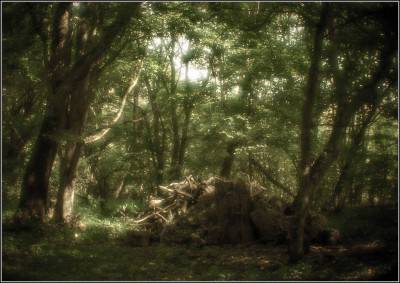 Роща Хетага