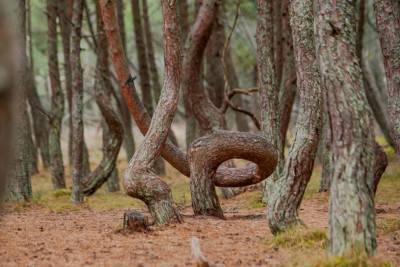 Танцующий лес