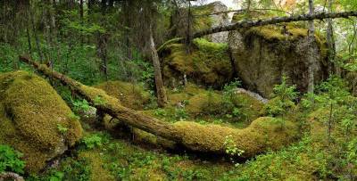 Тараканий лог