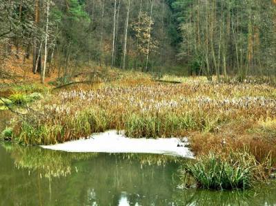 Тунгусский заповедник