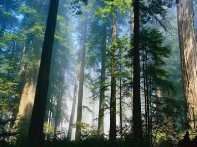 Заповедник «Кологривинский лес»