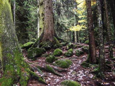 Заповедник «Кологривинский лес»