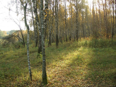 Битцевский лес