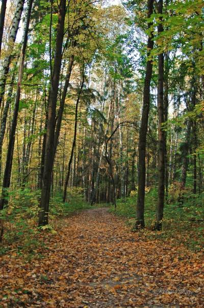 Битцевский лес