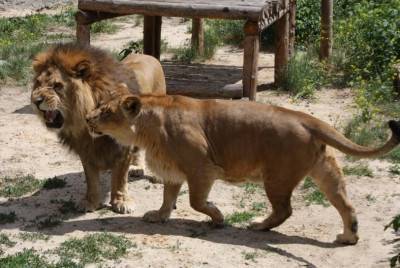 Челябинский зоопарк