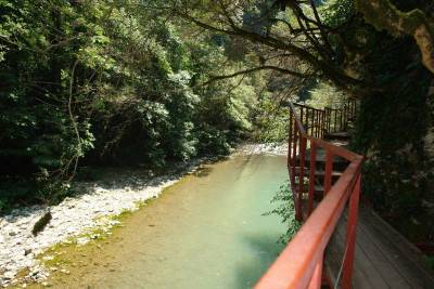 Хостинская тисо-самшитовая роща