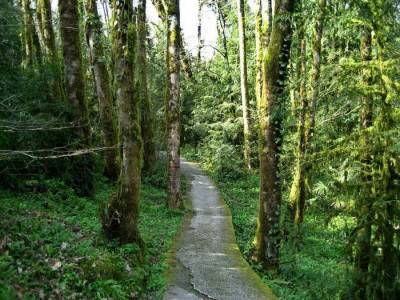 Хостинская тисо-самшитовая роща