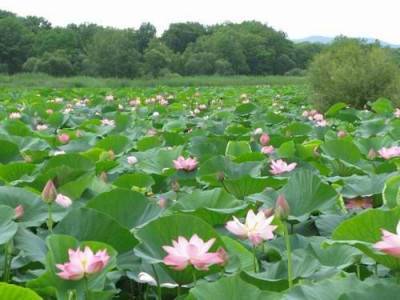 Озеро лотосов