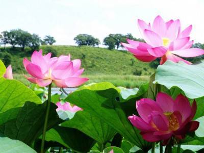 Озеро лотосов