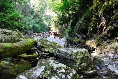 "Самшитовые" водопады