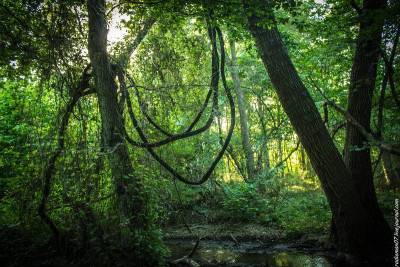 Самурский лес