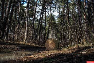 Щепкинский лес