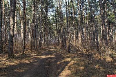 Щепкинский лес