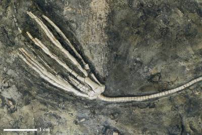 Афанасьевский карьер