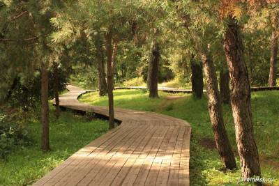 Сосновый лес в х. Серебряный