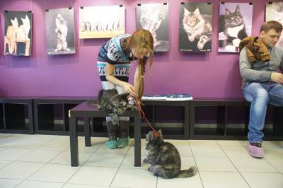 Московский музей кошки
