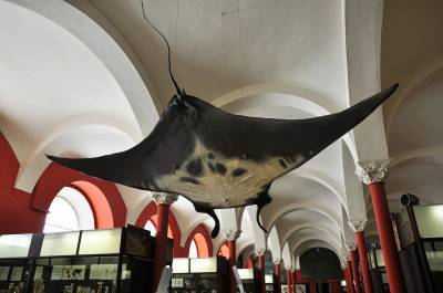 Зоологический музей МГУ в Москве