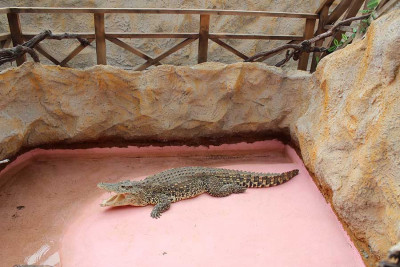 Крокодиловая ферма