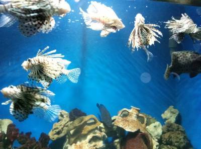 Морской аквариум-музей