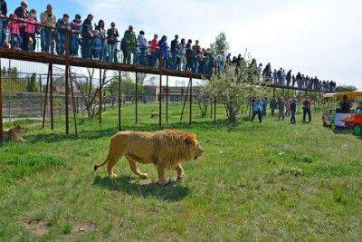 Парк львов "Тайган"