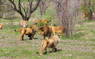 Парк львов "Тайган"