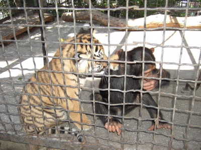 Контактный зоопарк Зов Джунглей