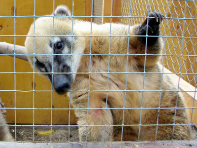 Контактный зоопарк Зов Джунглей