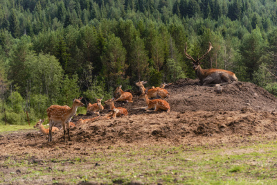Оленья ферма