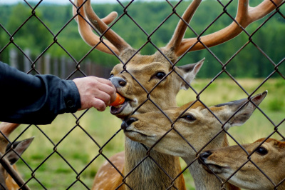Оленья ферма