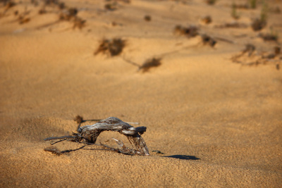 Арчединско-Донские пески