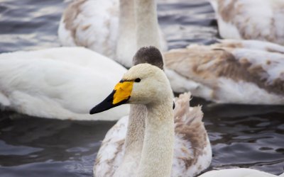 Озеро Светлое (Лебединое)