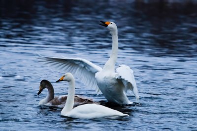 Озеро Светлое (Лебединое)