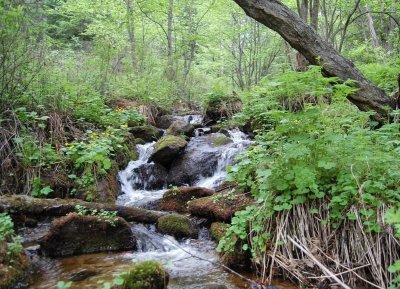 Тумнинский термальный источник