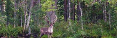 Калевальский национальный парк