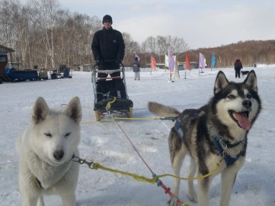 Питомник "Сибирский клык"