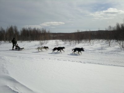 Питомник "Сибирский клык"