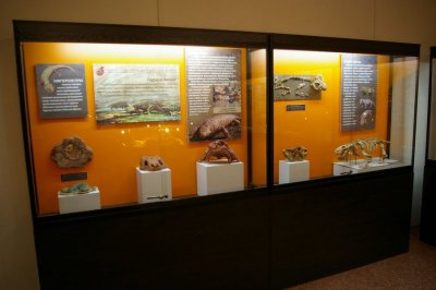 Котельничский палеонтологический музей